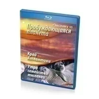 Discovery. Пробуждающаяся планета: Край Атлантики. Утро семейства тюленей (Blu-ray)