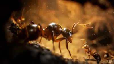Empire of the Ants Limited Edition (Xbox Series X, рус.)