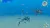Endless Ocean Luminous (Nintendo Switch) Endless Ocean Luminous (Nintendo Switch)